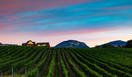 River Stone Estate Vineyard sunset