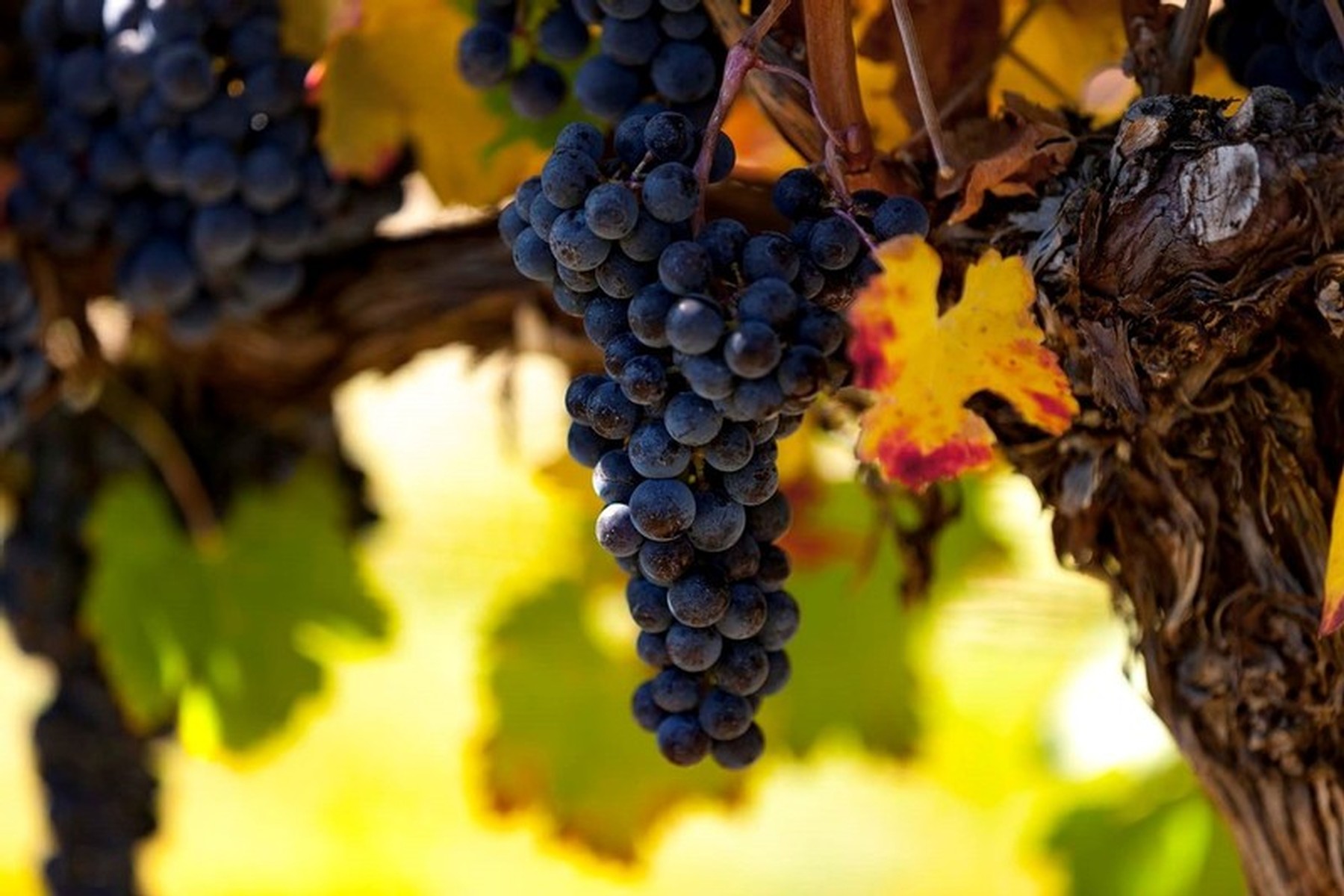 River Stone Estate Grapes