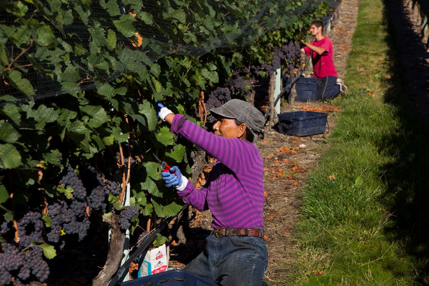 People working in the River Stone Estate Vineyard