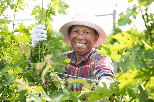 Person working in River Stone Estate Vineyard
