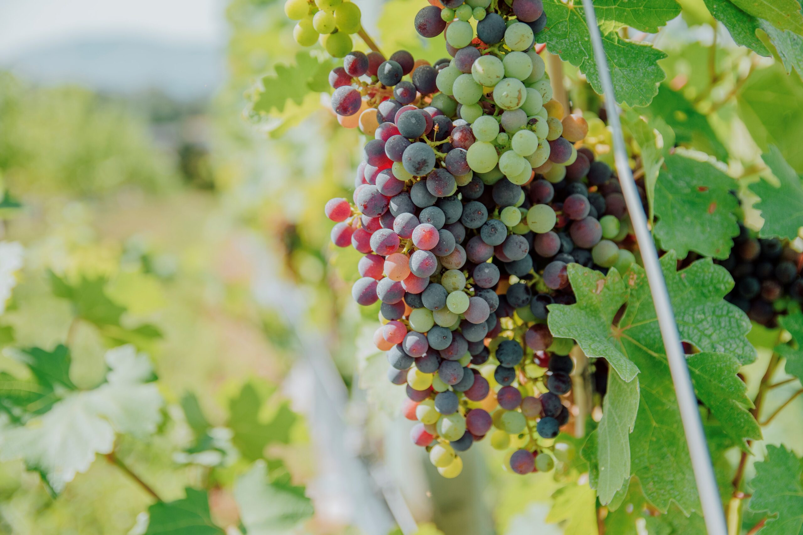 A Vineyard Update from River Stone Owner/Winemaker Ted Kane