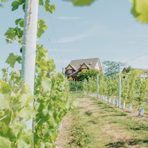Vineyard at River Stone Estate Winery