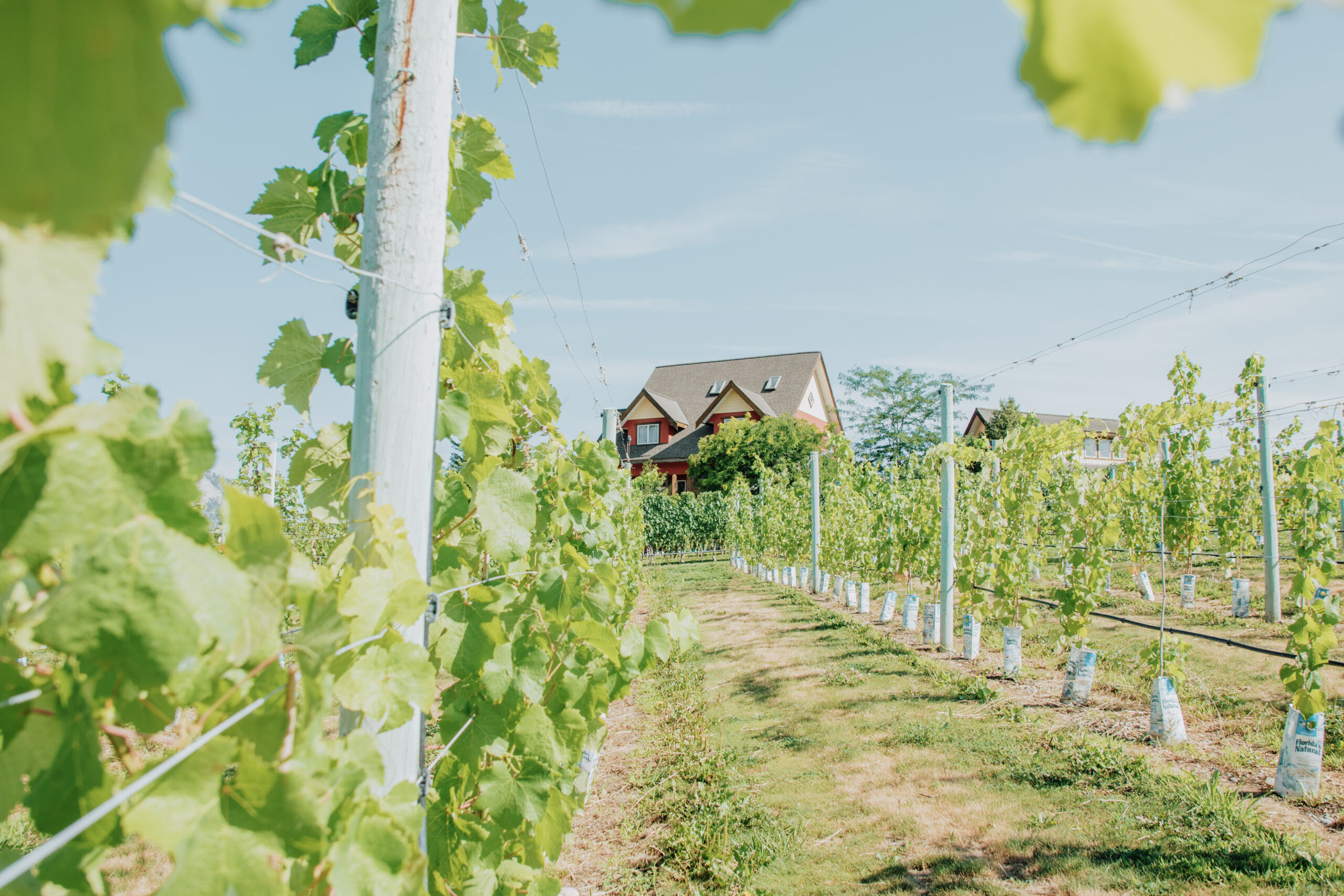 Vineyard at River Stone Estate Winery