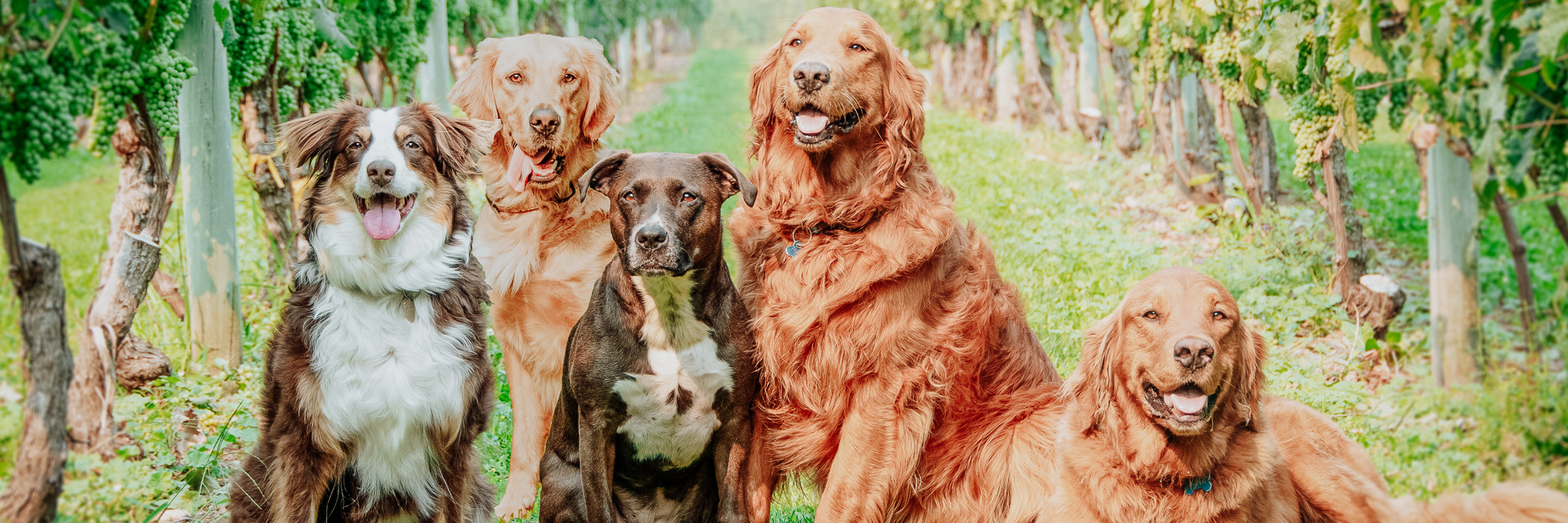 River Stone Winery Dogs
