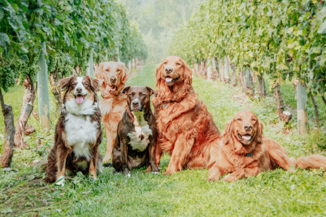 River Stone Winery Dogs