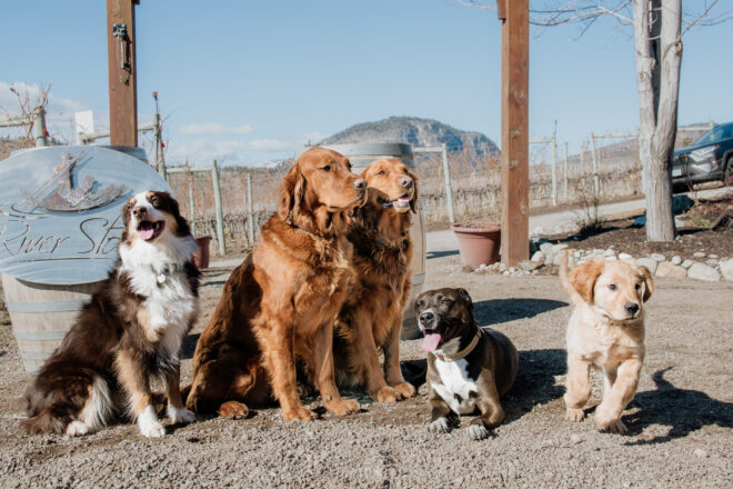 River Stone Winery Dogs