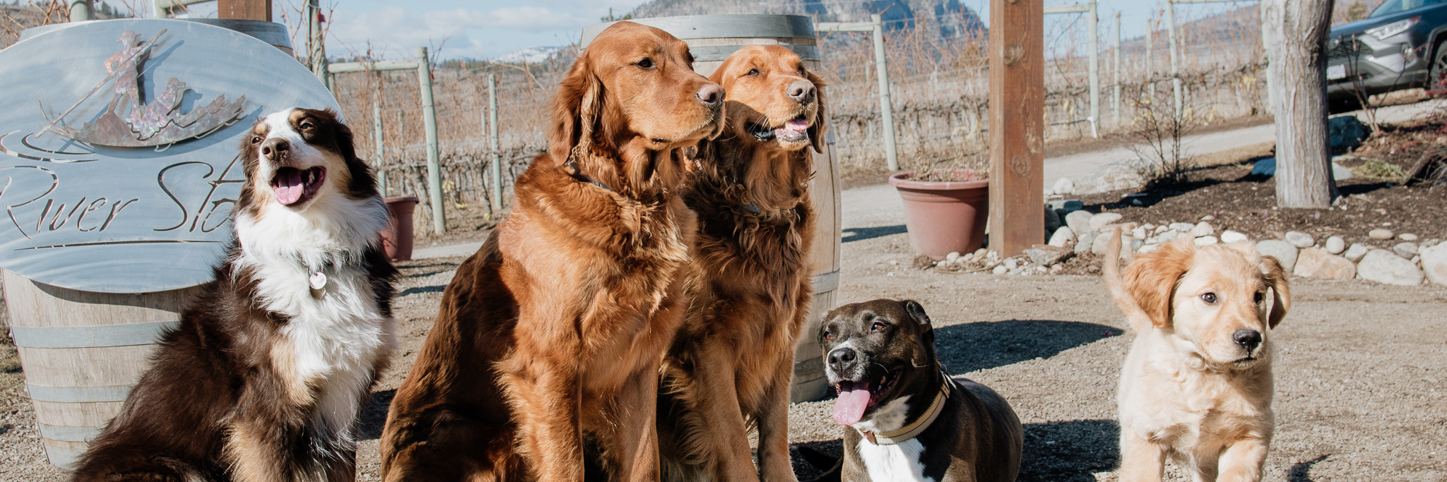 River Stone Winery Dogs