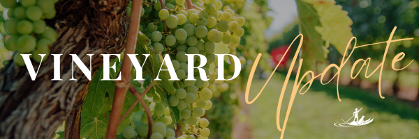 Vineyard Update from River Stone Founder, Ted Kane