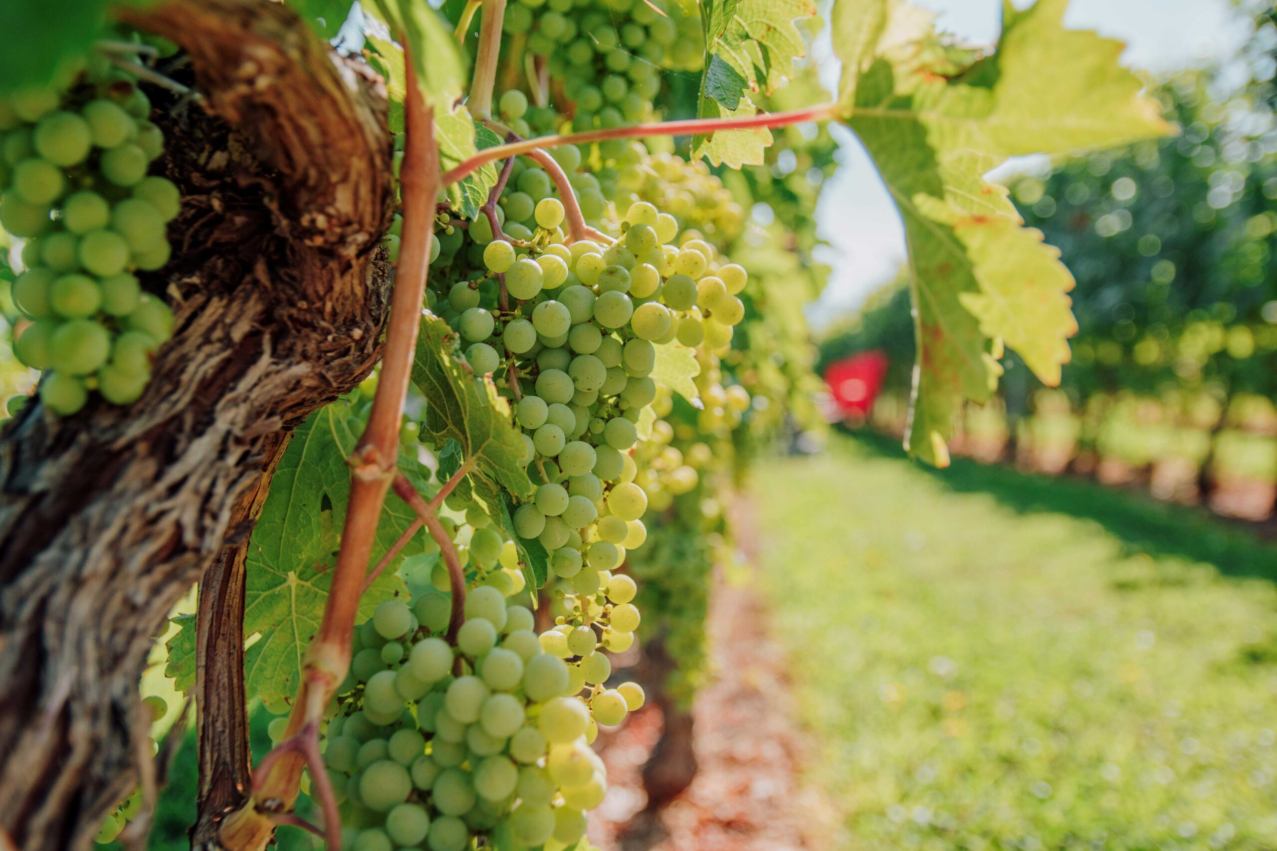 News from River Stone Founder, Ted Kane